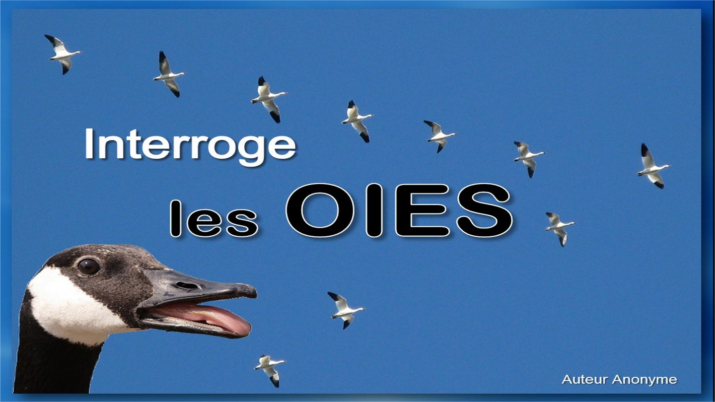 Interroge les oies | Tommy's Window
