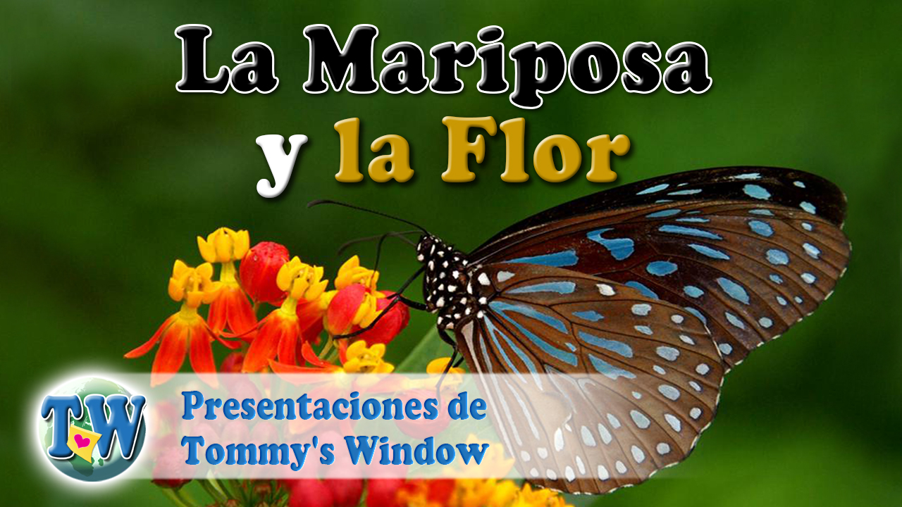 La mariposa y la flor Tommy's Window