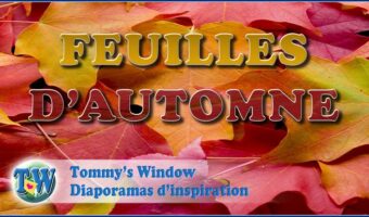 Feuilles d'automne