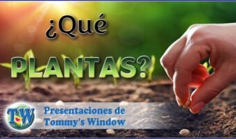 ¿Qué plantas?