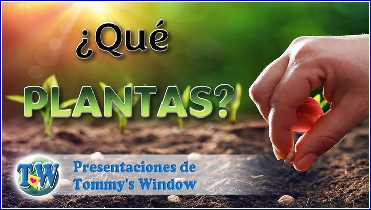 ¿Qué plantas?