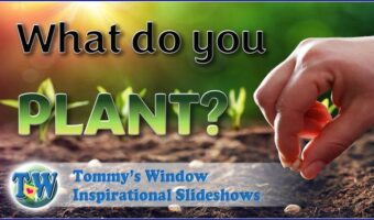 What Do You Plant?