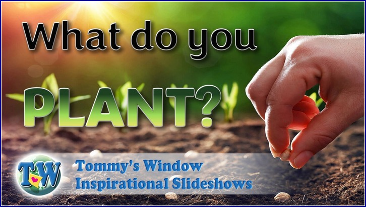 What Do You Plant?