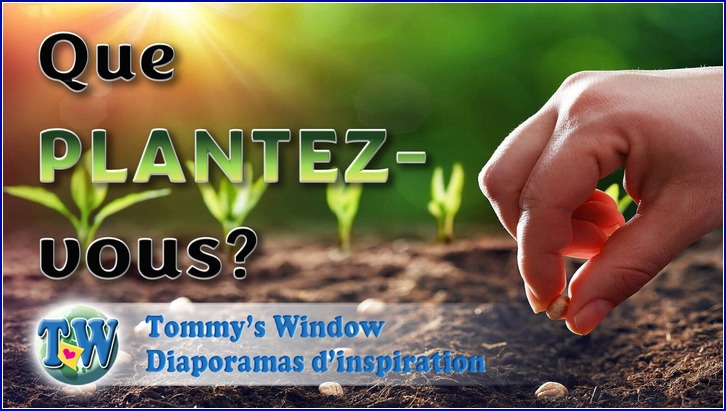 Que plantez-vous?