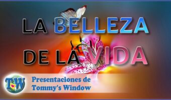 La belleza de la vida