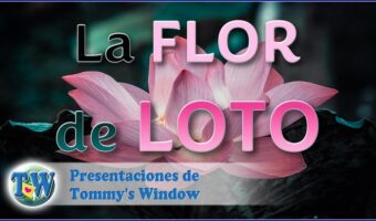 La flor de loto