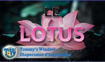 Le lotus