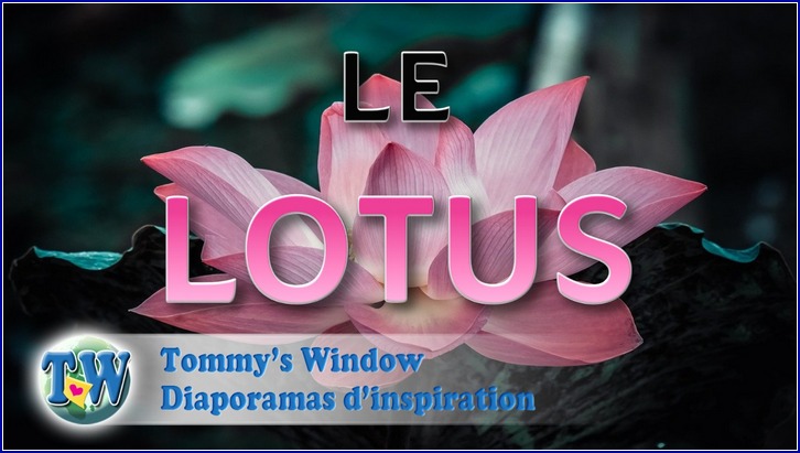 Le lotus
