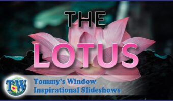 The Lotus