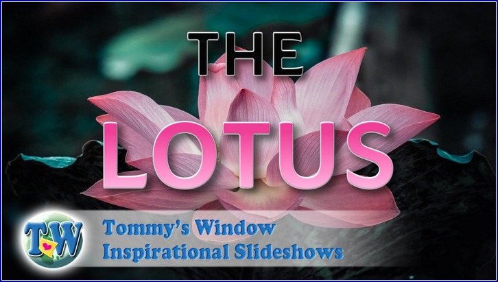 The Lotus